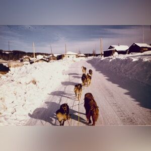4x6 Dog Team Alaska 1974 35mm Historical Photo Print #1
